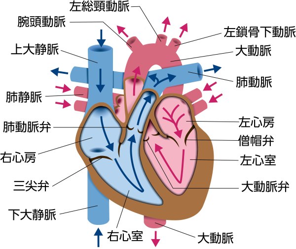 正常な心臓の解剖学的構造を示す図。右心房から右心室、肺動脈、肺、左心房、左心室、大動脈へと流れる血液循環と主要血管・心臓弁の位置を示している